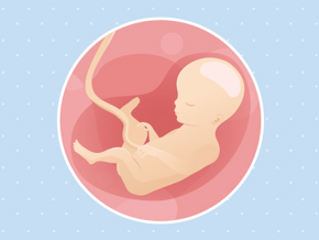 semaine 27 Fœtus 27ème semaine de grossesse 29 sa