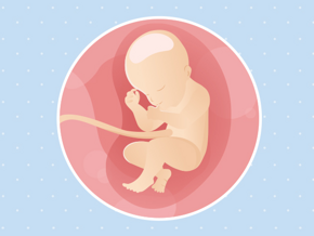 semaine 31 Fœtus 31ème semaine de grossesse 33 sa