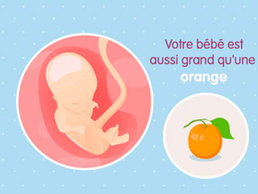 bébé croissance Fœtus 14ème semaine de grossesse 16 sa