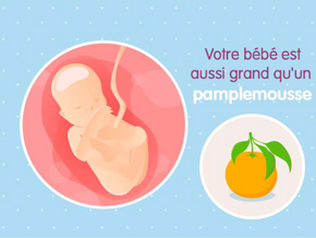 bébé croissance Fœtus 19ème semaine de grossesse 21 sa