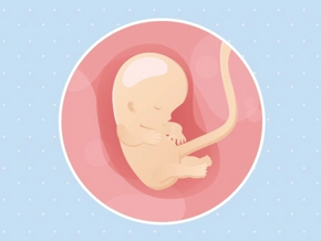 semaine 10 Fœtus 10ème semaine de grossesse 12 sa