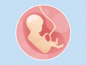 semaine 18 Fœtus 18ème semaine de grossesse 20 sa