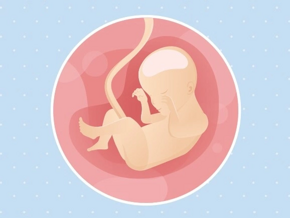 semaine 24 Fœtus 24ème semaine de grossesse 26 sa