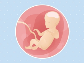 semaine 26 Fœtus 26ème semaine de grossesse 28 sa