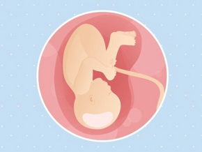 semaine 38 Fœtus 38ème semaine de grossesse 40 sa