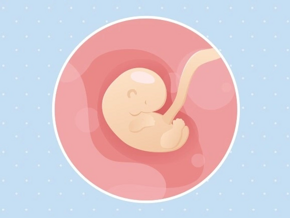 semaine 6 Embryon 6ème semaine de grossesse 9 sa