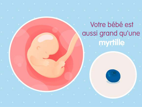 grossesse croissance Embryon 7ème semaine de grossesse (9 sa)