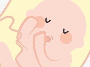 illustration embryon qui suce son pouce illustration embryon qui suce son pouce